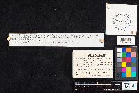 Asterophora lycoperdoides image