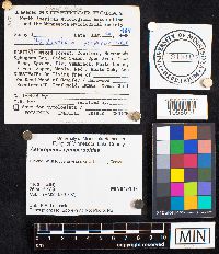 Asterophora lycoperdoides image