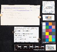 Asterophora lycoperdoides image