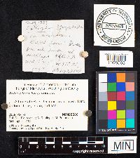 Asterophora lycoperdoides image