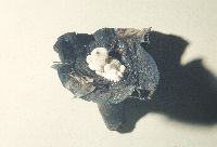 Asterophora lycoperdoides image