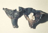 Asterophora lycoperdoides image