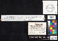 Asterophora lycoperdoides image