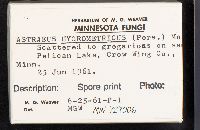 Astraeus hygrometricus image