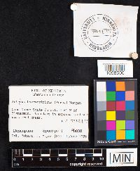 Astraeus hygrometricus image