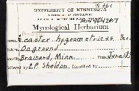 Astraeus hygrometricus image