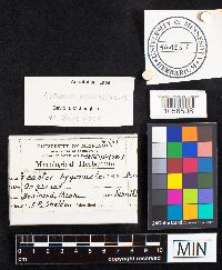 Astraeus hygrometricus image