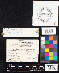 Asterophora lycoperdoides image