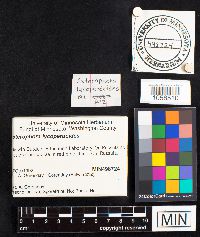 Asterophora lycoperdoides image