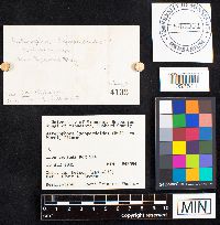 Asterophora lycoperdoides image