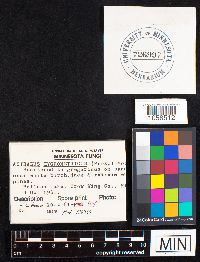 Astraeus hygrometricus image