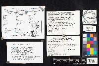 Astraeus hygrometricus image