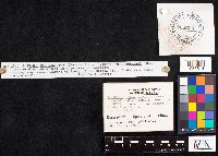 Astraeus hygrometricus image