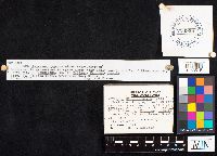 Astraeus hygrometricus image