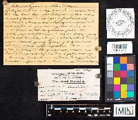 Astraeus hygrometricus image