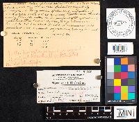 Astraeus hygrometricus image