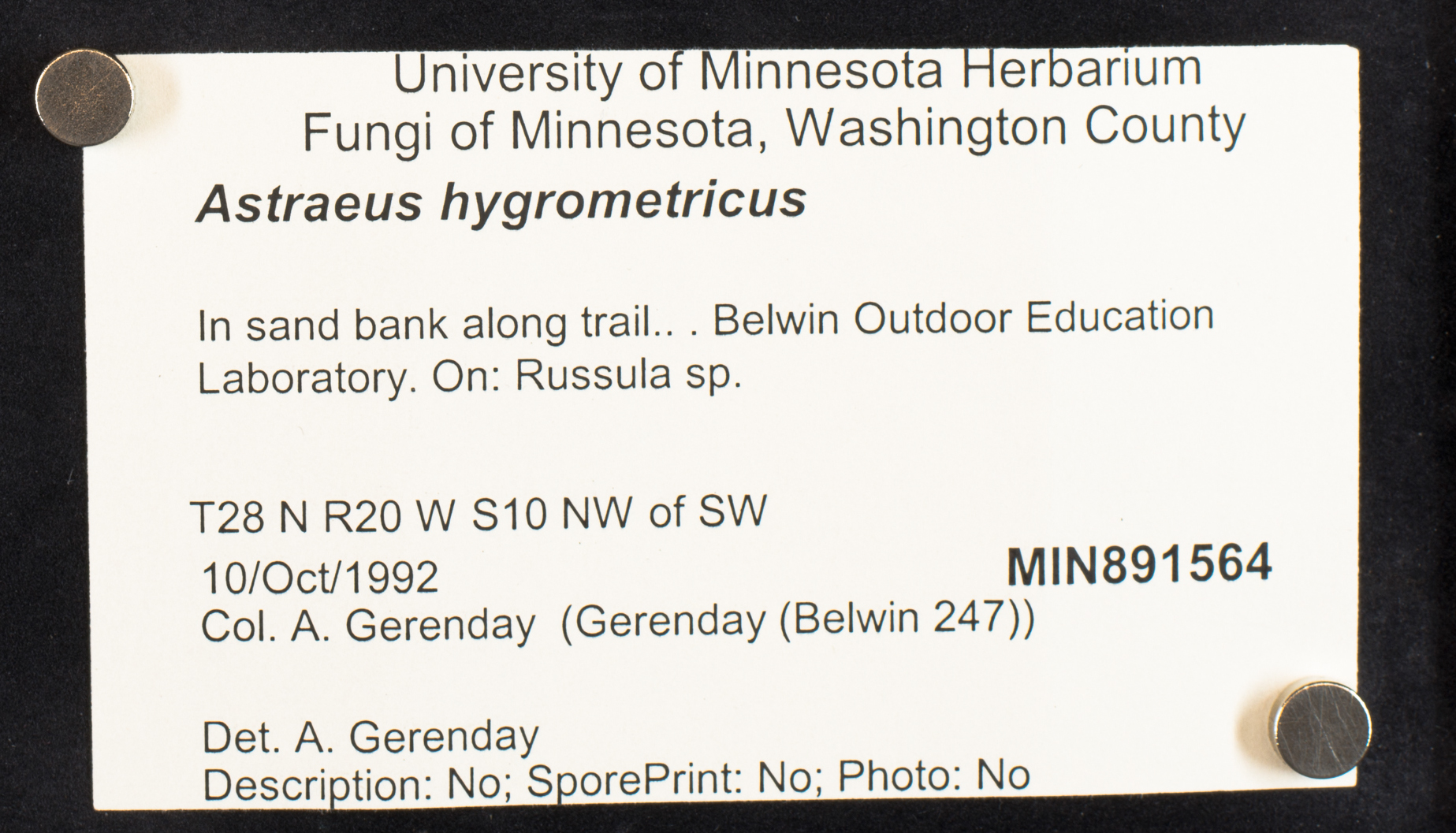 Diplocystidiaceae image