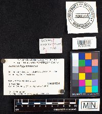 Astraeus hygrometricus image