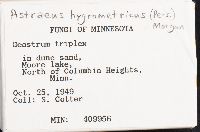 Astraeus hygrometricus image