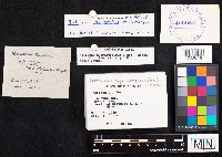 Astraeus hygrometricus image