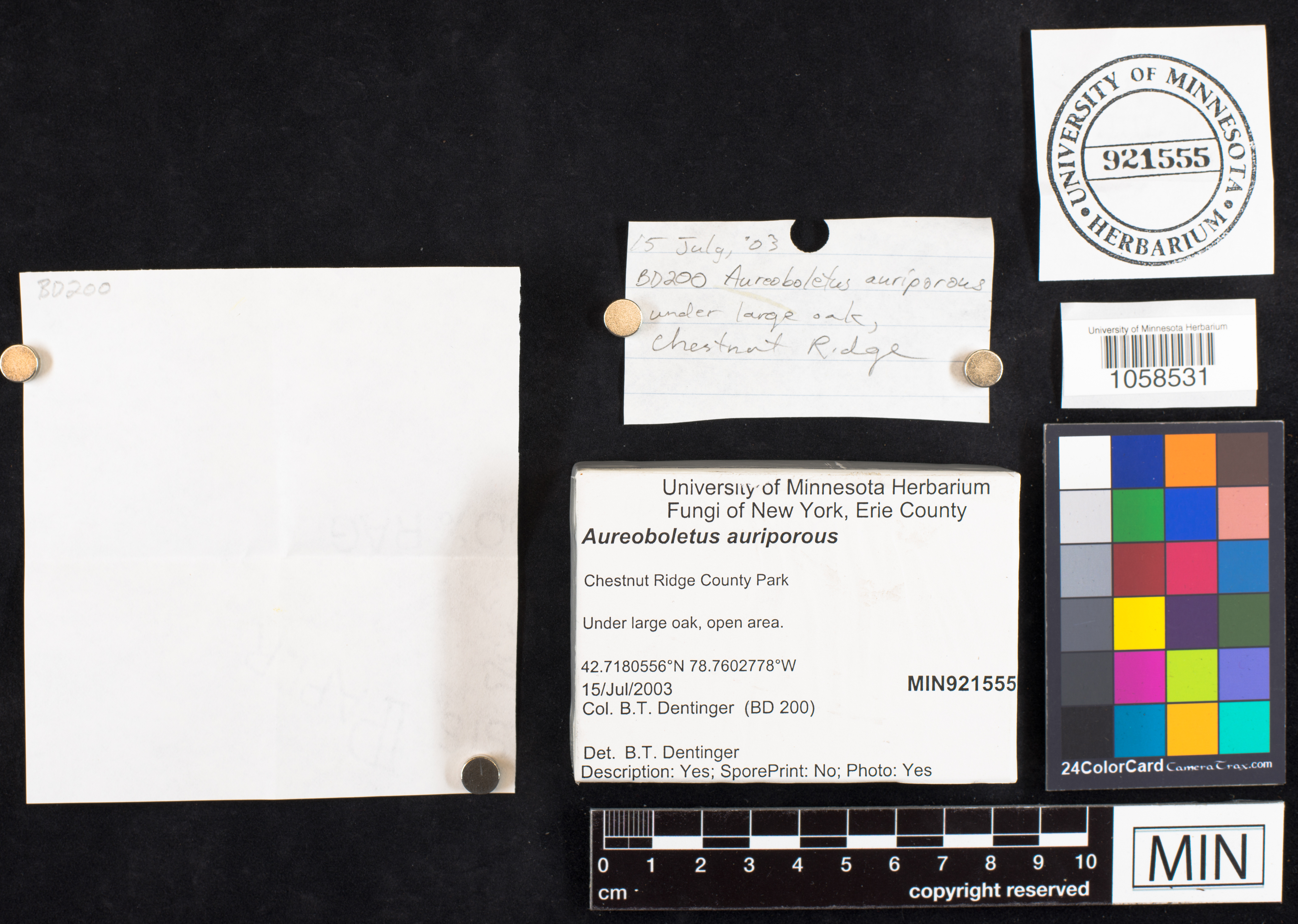 Aureoboletus auriporus image