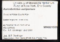 Aureoboletus auriporus image