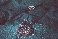 Auriscalpium vulgare image