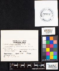 Auriscalpium vulgare image