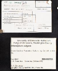 Auriscalpium vulgare image