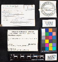 Auriscalpium vulgare image