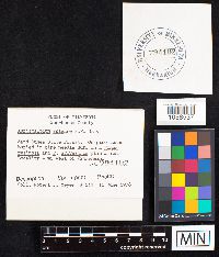 Auriscalpium vulgare image