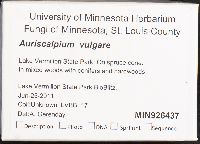 Auriscalpium vulgare image