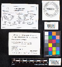 Auriscalpium vulgare image