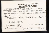 Auriscalpium vulgare image