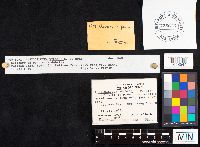 Auriscalpium vulgare image