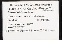 Heimioporus betula image