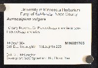 Auriscalpium vulgare image