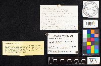 Auriscalpium vulgare image