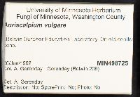 Auriscalpium vulgare image