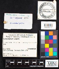 Auriscalpium vulgare image