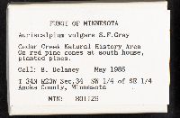 Auriscalpium vulgare image