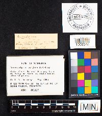 Auriscalpium vulgare image