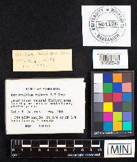 Auriscalpium vulgare image