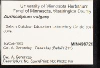 Auriscalpium vulgare image