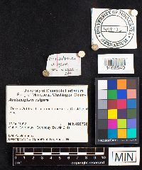 Auriscalpium vulgare image