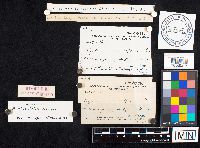 Auriscalpium vulgare image