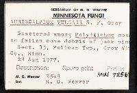 Auriscalpium vulgare image