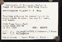 Auriscalpium vulgare image