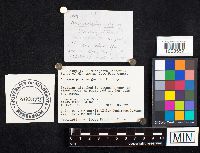 Auriscalpium vulgare image