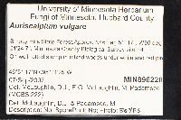 Auriscalpium vulgare image